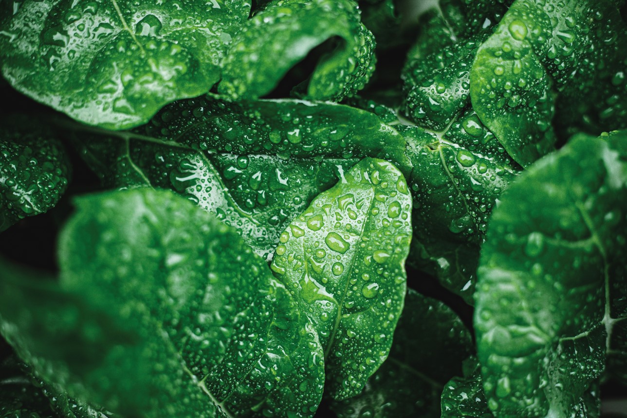 rainfastness