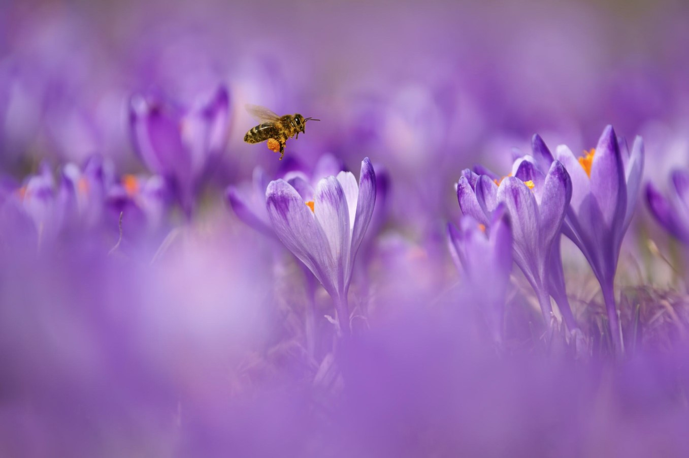 bee