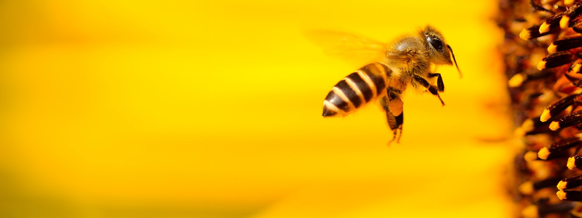 pollinator-monitoring