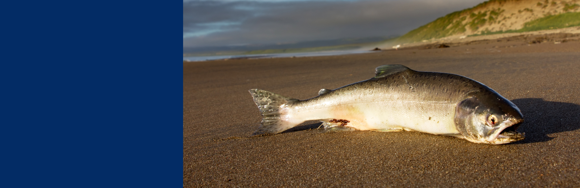 card-salmon (2)