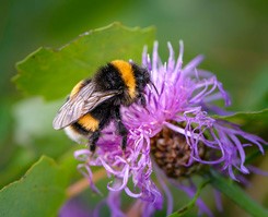 bumble-bee-accordion