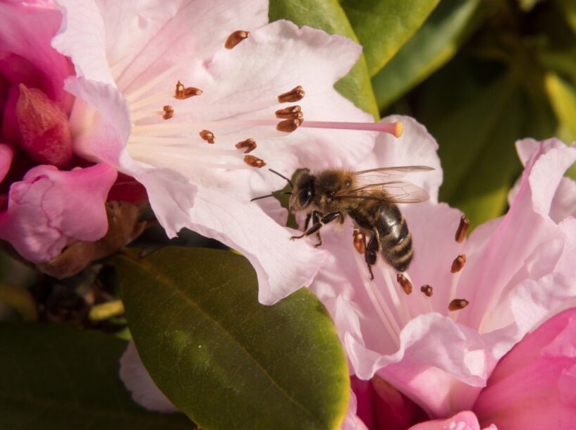 bee6