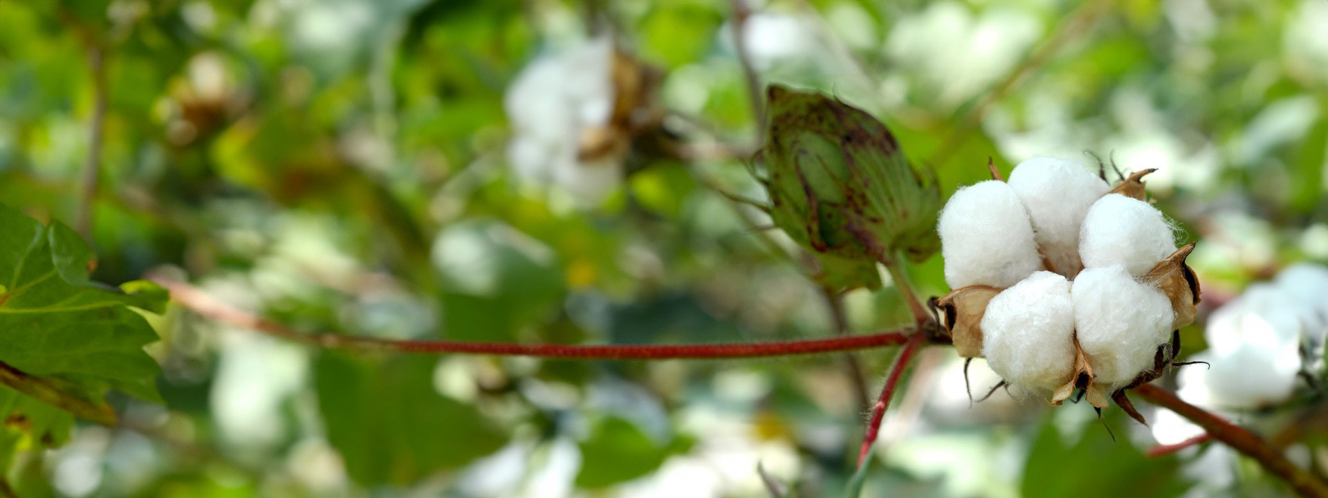 crops-and-solutions-banner-new