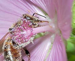 es-ter-bees