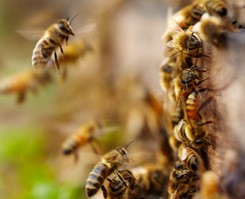 es-ter-hive