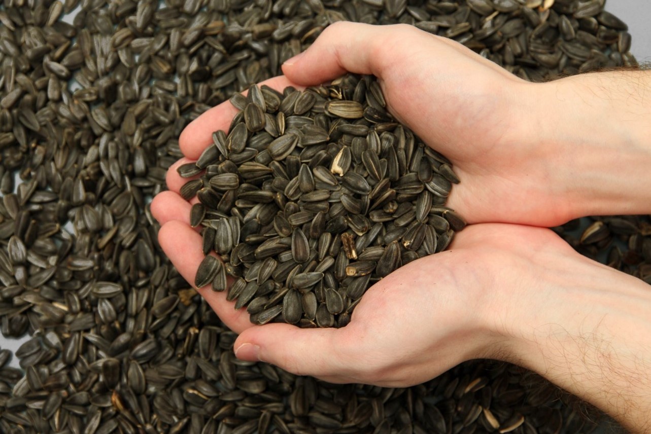 seed-processing-and-treatment