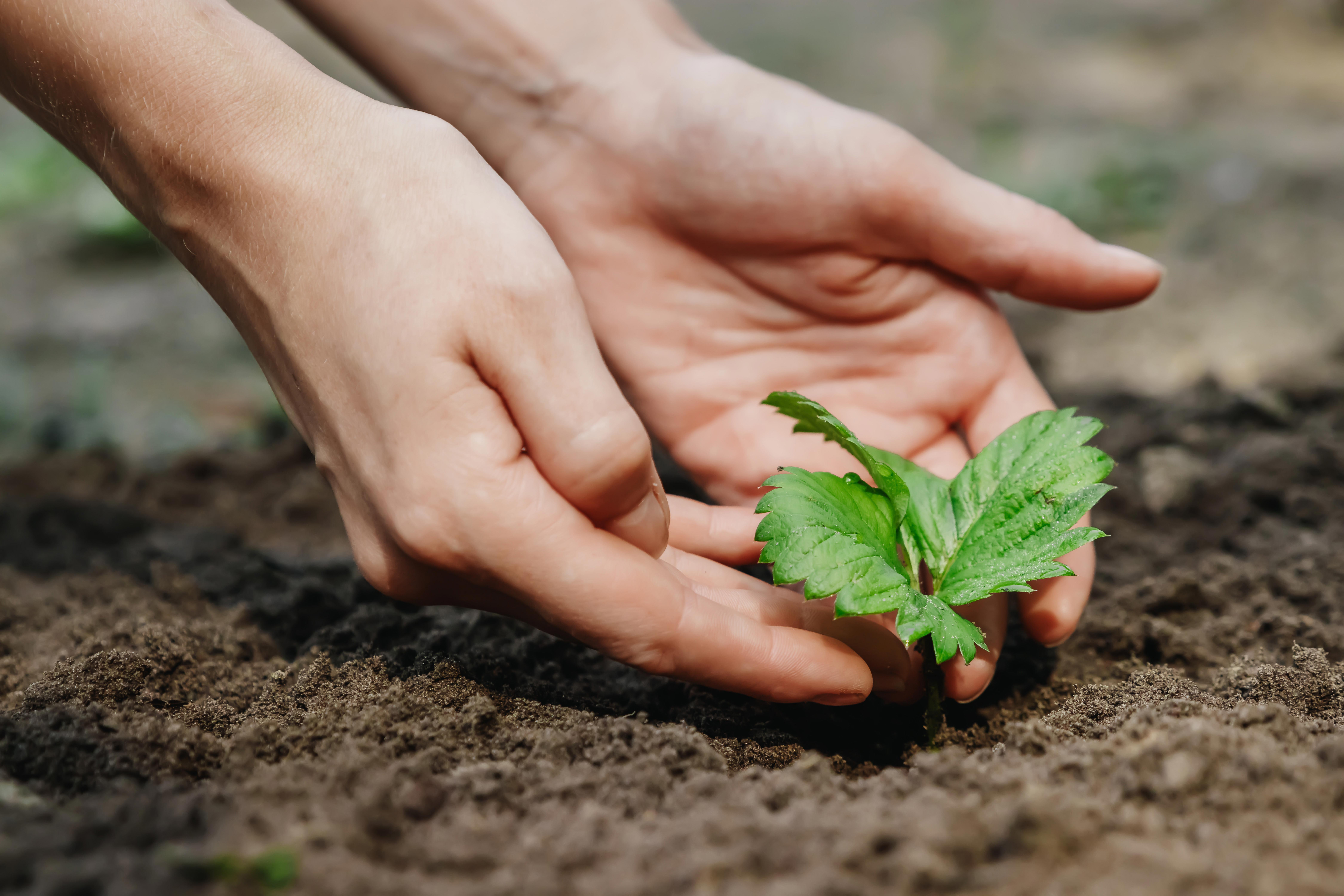 female-hands-planting-a-seedling-in-the-ground-selective-focus-nature_9000-x-6000-px