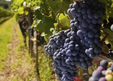 viticulture-fruit-analysis