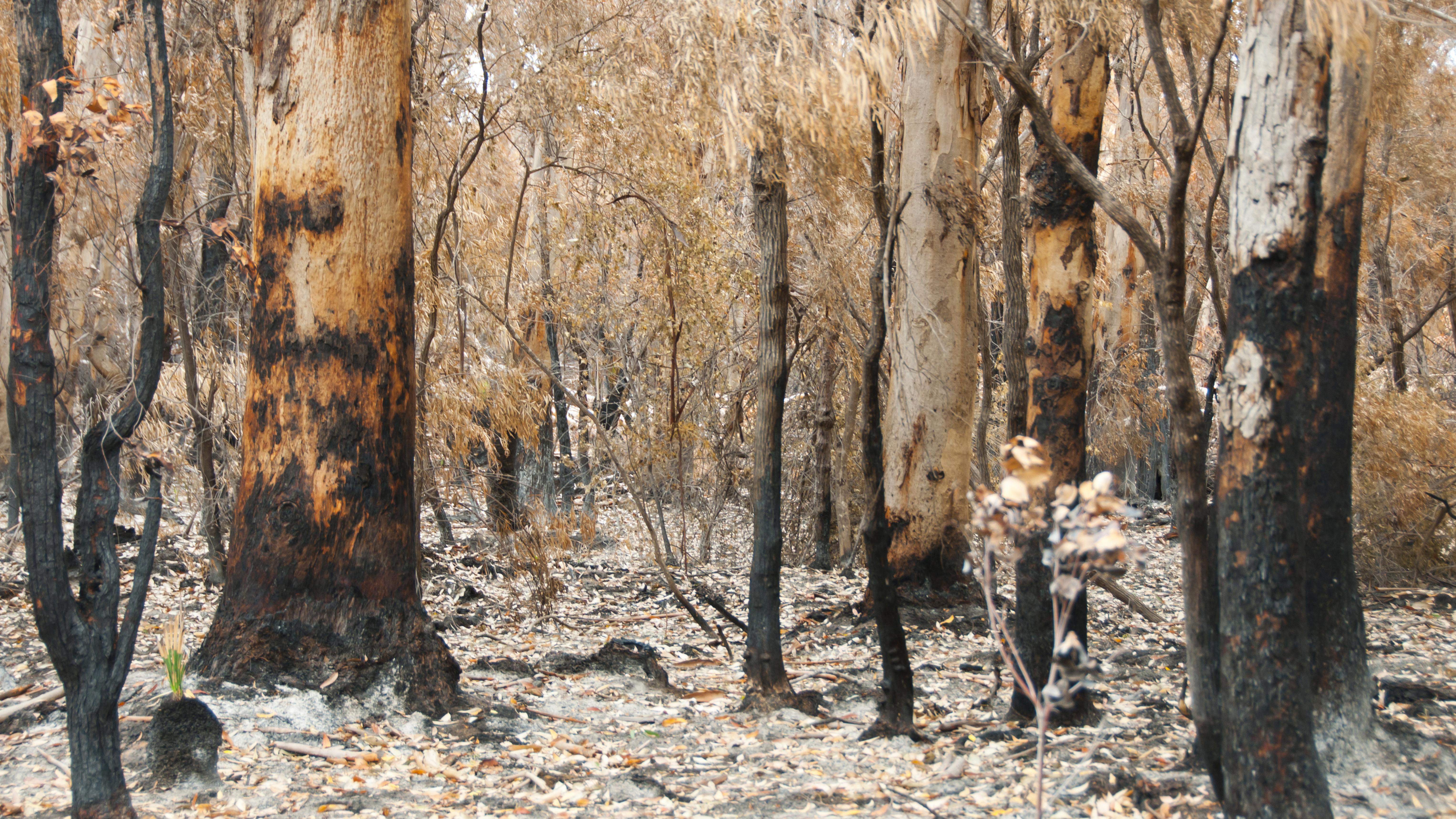 australia-bush-fire-trees_cropped_169