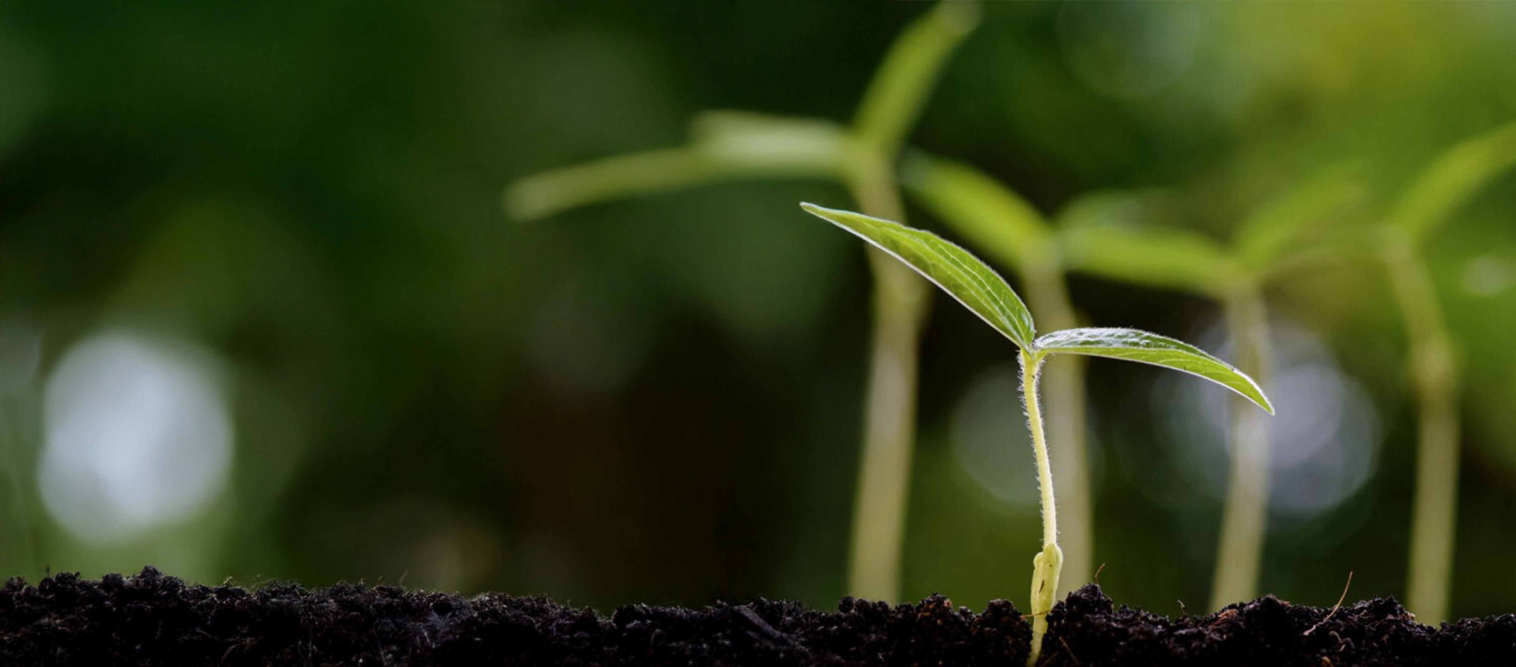 growth-new