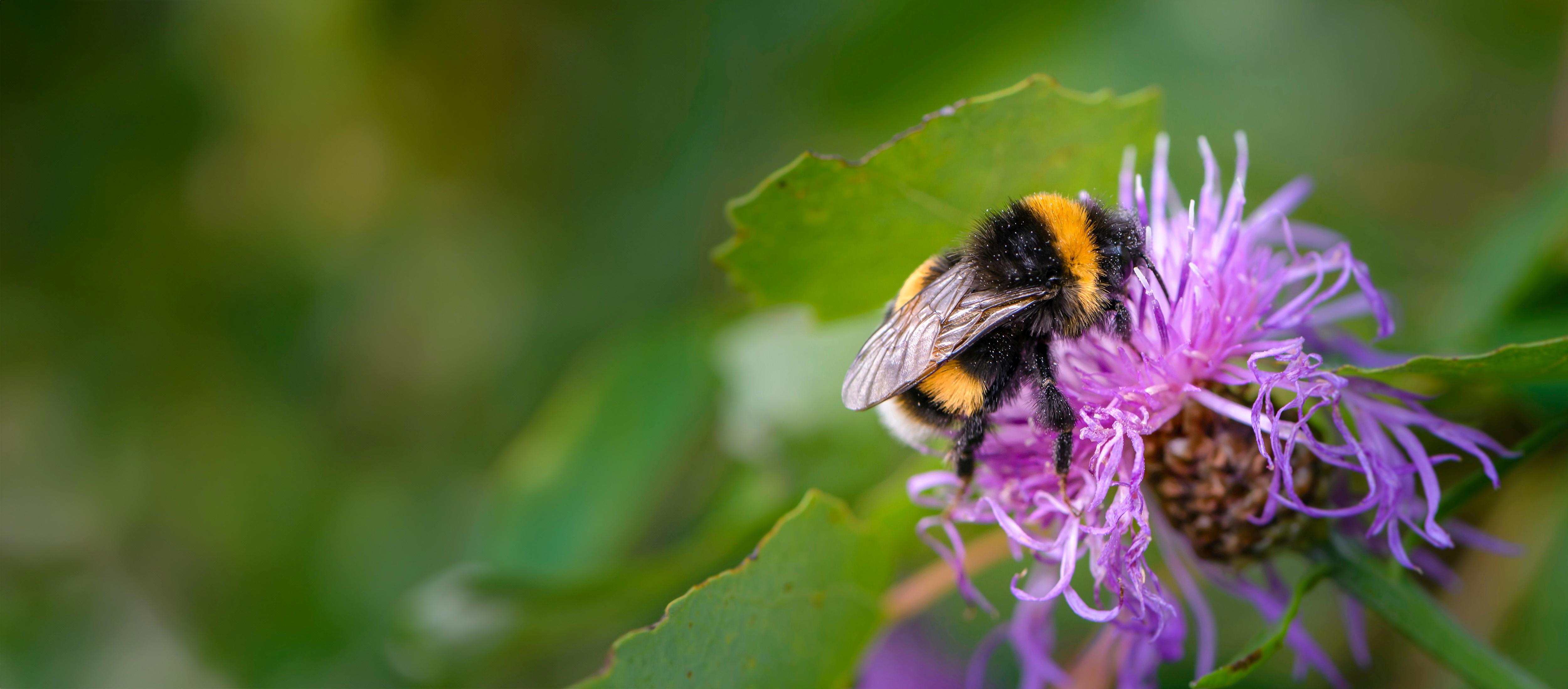 bumble-bee-banner-1