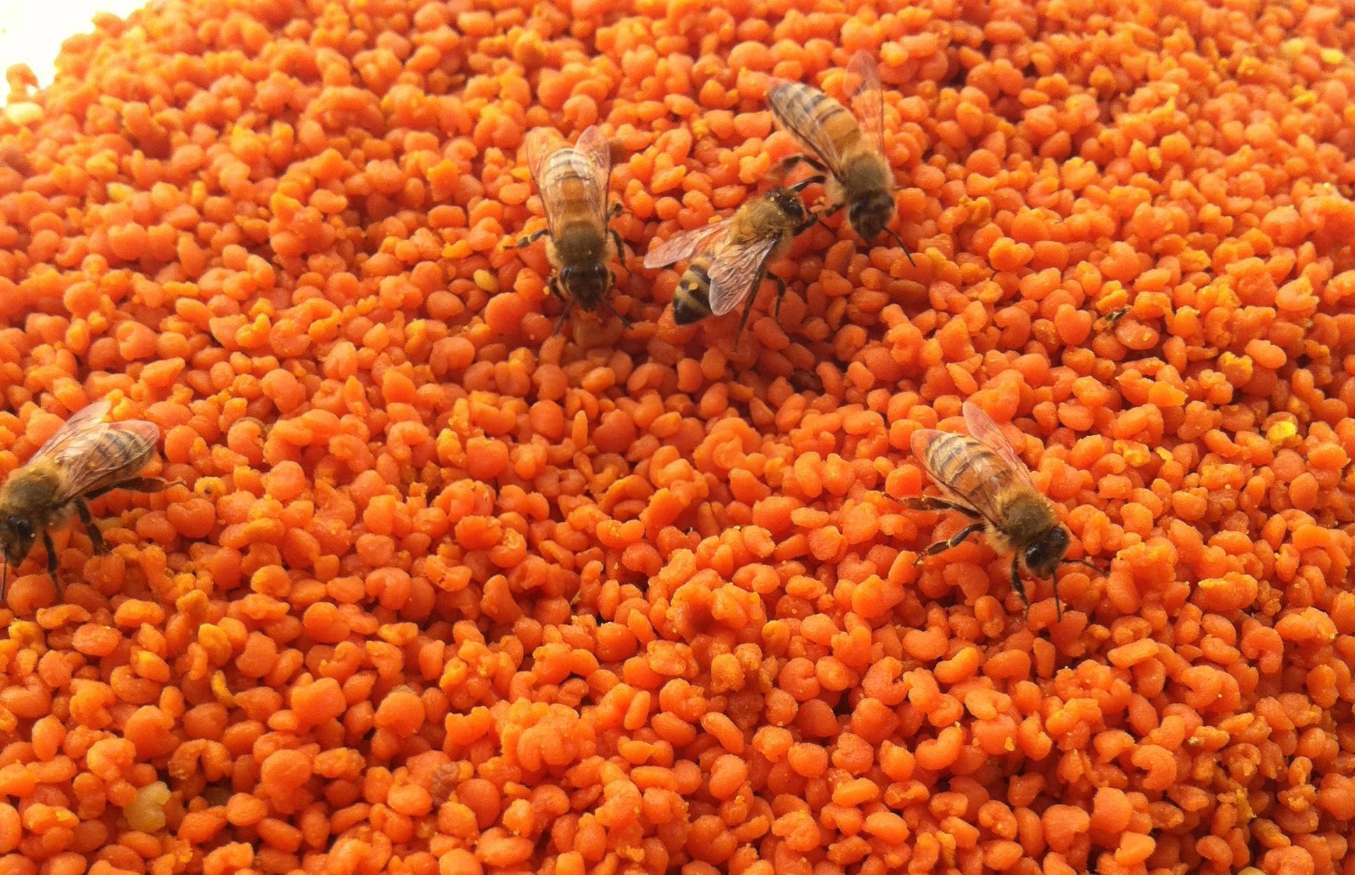pollen